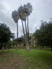 Trachycarpus fortunei