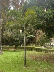 Arecaceae