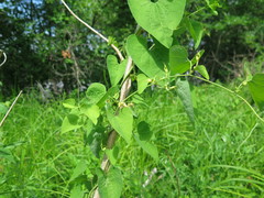 Aristolochia contorta