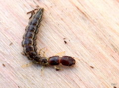 Raphidiinae