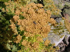 Pleurospermum austriacum