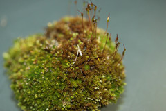 Bryum dichotomum