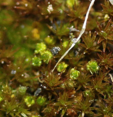 Bryum dichotomum