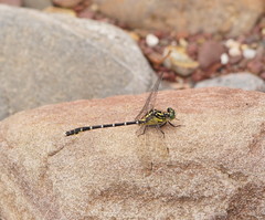 Hemigomphus