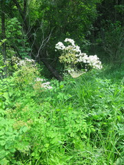 Thalictrum aquilegiifolium sibiricum