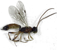 Diadromus collaris