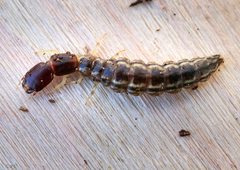 Raphidiinae