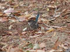 Malurus splendens splendens