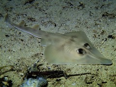 Southern Shovelnose Ray photo 2