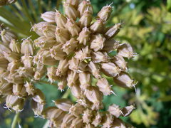 Pleurospermum austriacum
