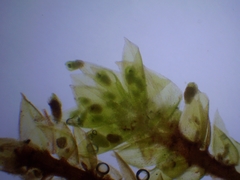 Bryum dichotomum