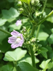 Malva nicaeensis