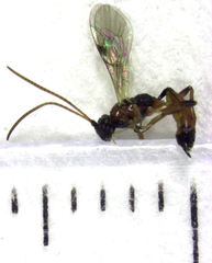 Diadromus collaris