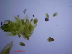 Bryum dichotomum