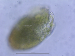 Bryum dichotomum