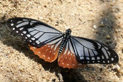 Papilio agestor