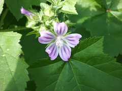 Malva nicaeensis