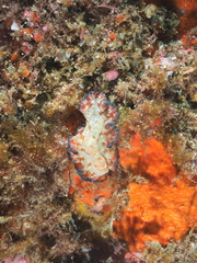 Pseudobiceros fulgor