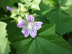 Malva nicaeensis