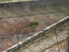 Zosterops lateralis chloronotus