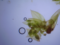 Bryum dichotomum