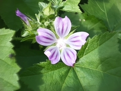 Malva nicaeensis