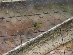 Zosterops lateralis chloronotus