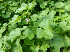 Malva nicaeensis