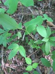 Polygonatum involucratum