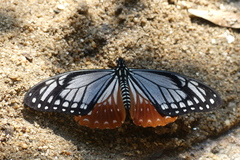 Papilio agestor
