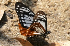 Papilio agestor