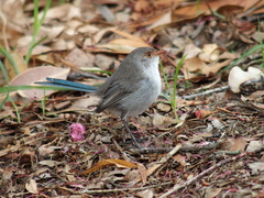 Malurus splendens splendens