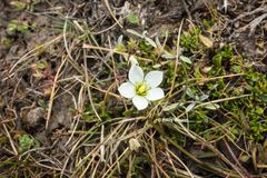 Gentianella eichleri