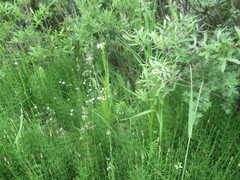 Arabis sagittata borealis