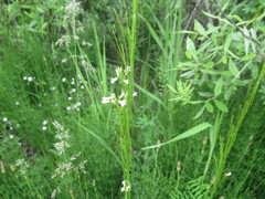 Arabis sagittata borealis