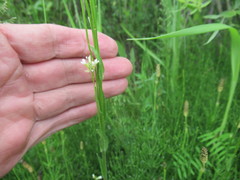 Arabis sagittata borealis