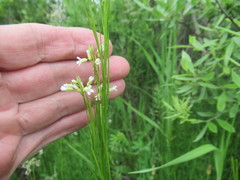 Arabis sagittata borealis
