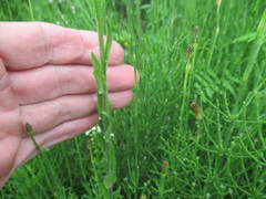 Arabis sagittata borealis