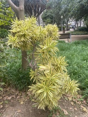 Yucca gigantea