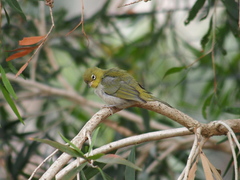 Zosterops lateralis chloronotus