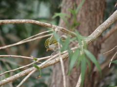 Zosterops lateralis chloronotus