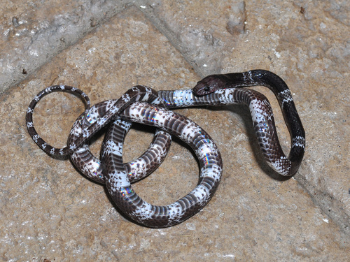 Photo of a Butler's Wolf Snake (Lycodon butleri)