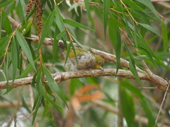 Zosterops lateralis chloronotus