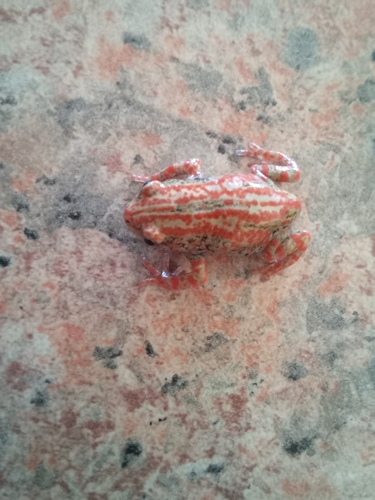 Red-banded Frog, Phrynomantis bifasciatus