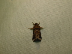 Callopistria placodoides