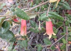 Correa reflexa scabridula