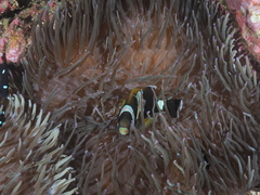 Amphiprion latezonatus