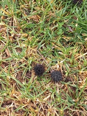 Liquidambar styraciflua