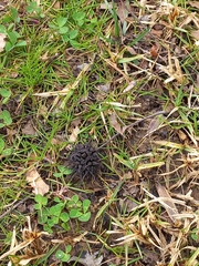 Liquidambar styraciflua