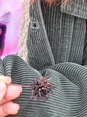 Liquidambar styraciflua